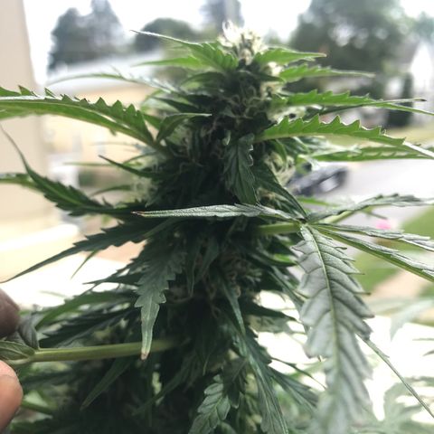 Amnesia Haze Auto growlog timeline photo