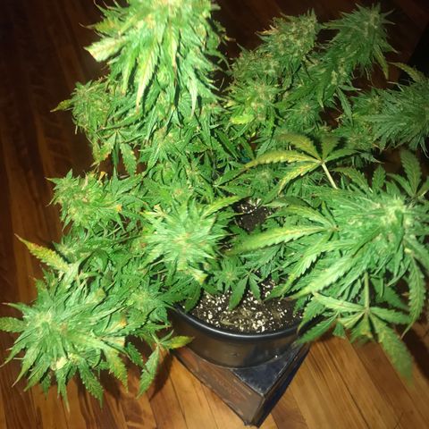 Amnesia Haze Auto growlog timeline photo