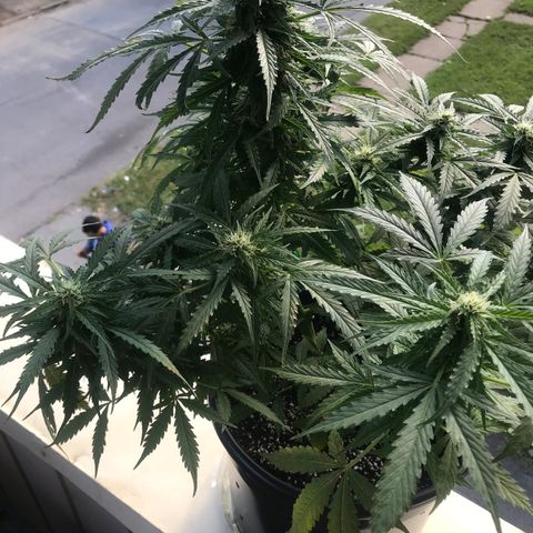 Amnesia Haze Auto growlog timeline photo