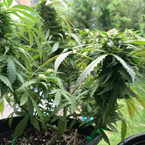 Amnesia Haze Auto growlog timeline photo