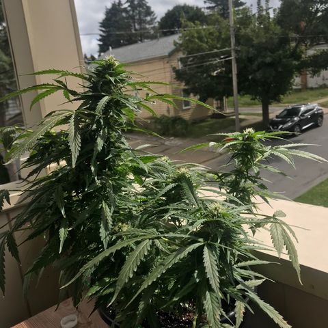 Amnesia Haze Auto growlog timeline photo