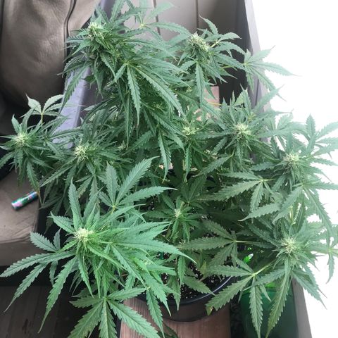 Amnesia Haze Auto growlog timeline photo
