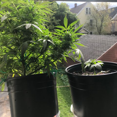 Amnesia Haze Auto growlog timeline photo