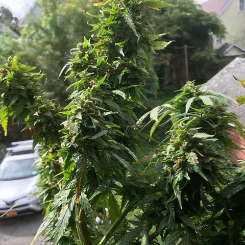 Amnesia Haze Auto growlog timeline photo