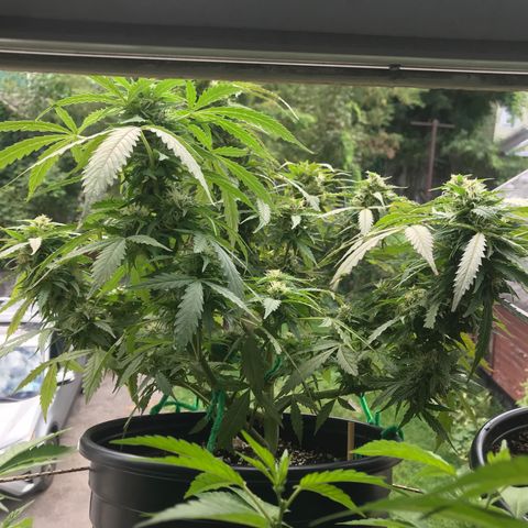 Amnesia Haze Auto growlog timeline photo