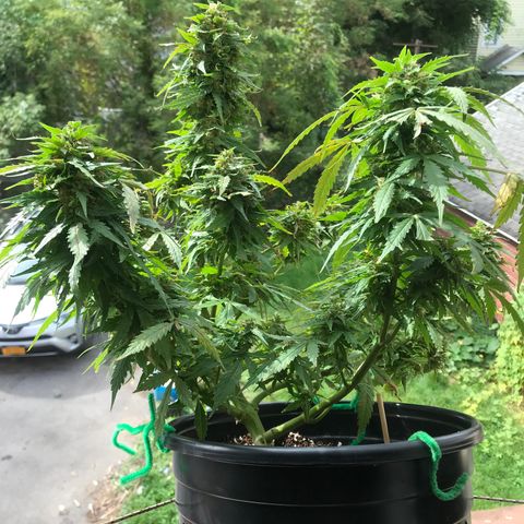 Amnesia Haze Auto growlog timeline photo