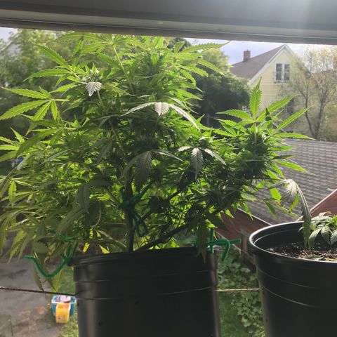 Amnesia Haze Auto growlog timeline photo