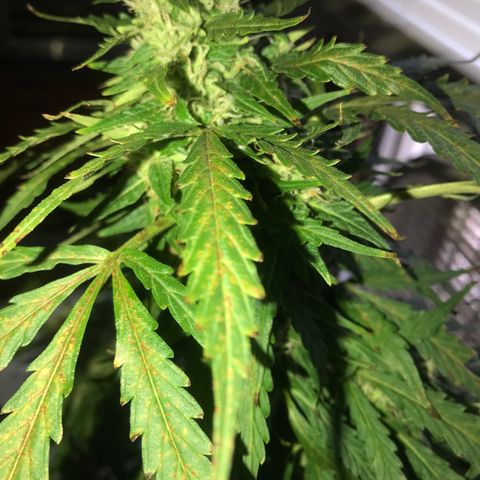 Amnesia Haze Auto growlog timeline photo