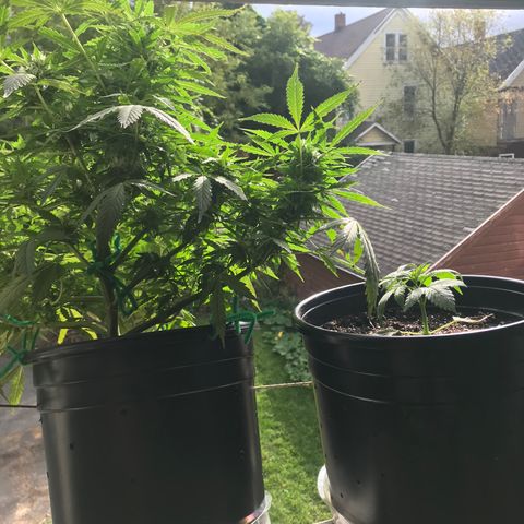 Amnesia Haze Auto growlog timeline photo