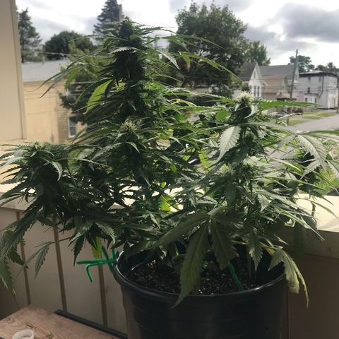 Amnesia Haze Auto growlog timeline photo