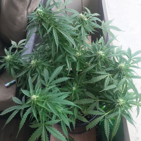 Amnesia Haze Auto growlog timeline photo