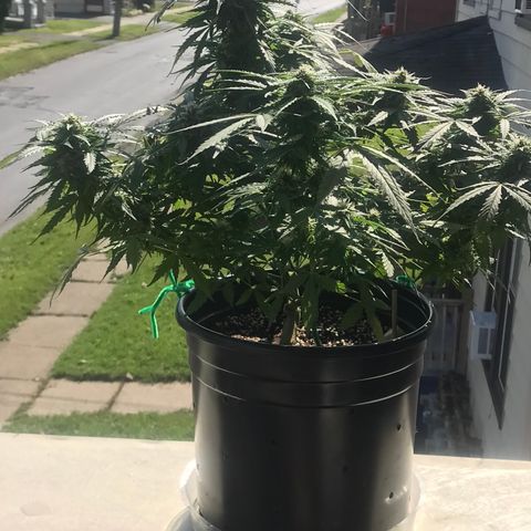 Amnesia Haze Auto growlog timeline photo
