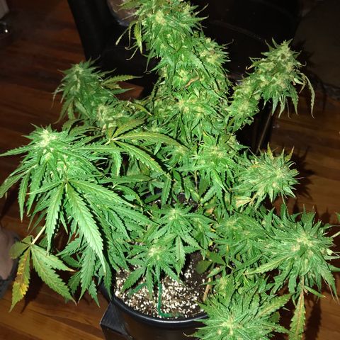 Amnesia Haze Auto growlog timeline photo