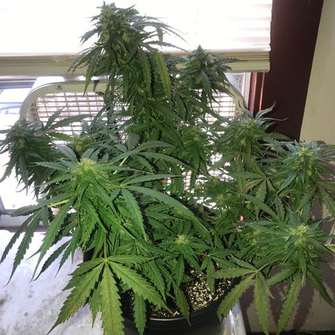 Amnesia Haze Auto growlog timeline photo
