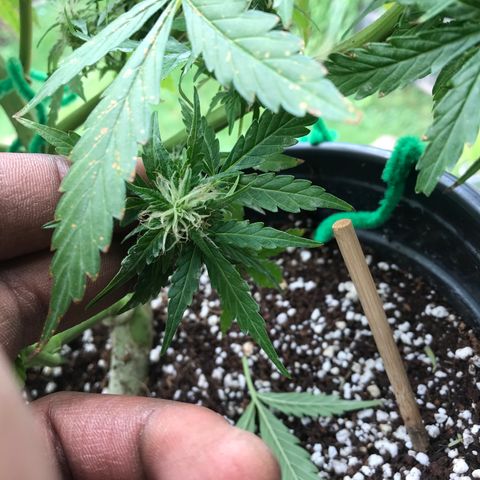 Amnesia Haze Auto growlog timeline photo