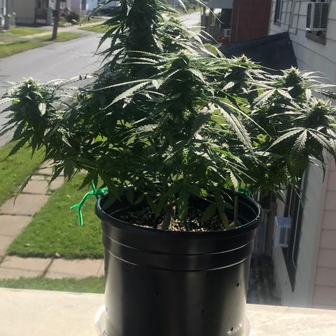 Amnesia Haze Auto growlog timeline photo