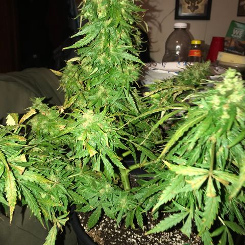 Amnesia Haze Auto growlog timeline photo