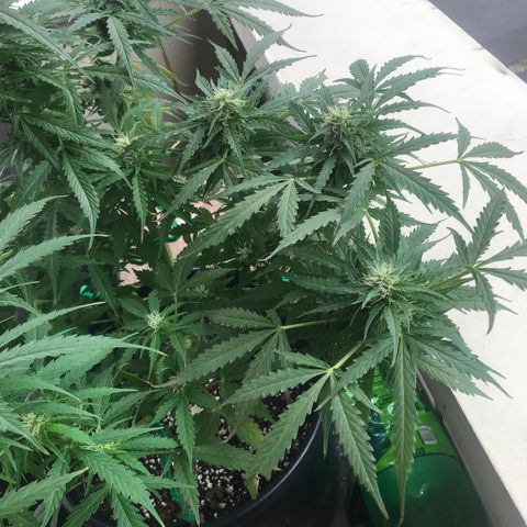 Amnesia Haze Auto growlog timeline photo