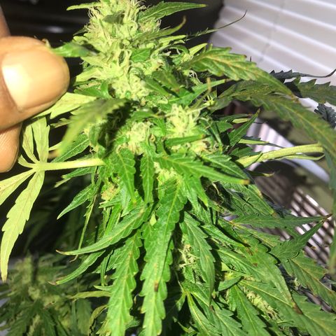 Amnesia Haze Auto growlog timeline photo