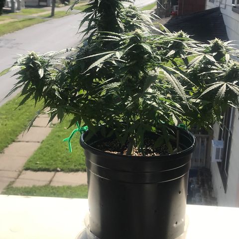 Amnesia Haze Auto growlog timeline photo