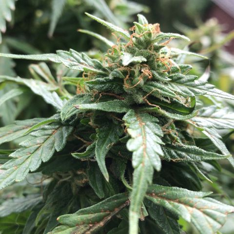 Amnesia Haze Auto growlog timeline photo