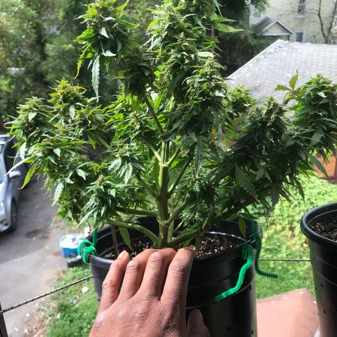 Amnesia Haze Auto growlog timeline photo