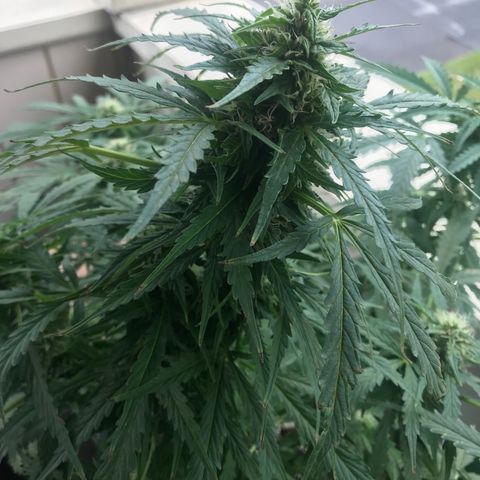 Amnesia Haze Auto growlog timeline photo