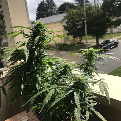 Amnesia Haze Auto growlog timeline photo