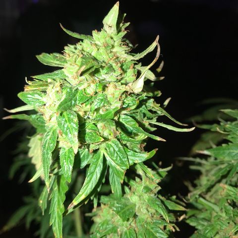 Amnesia Haze Auto growlog timeline photo