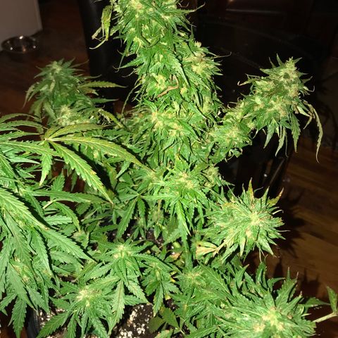 Amnesia Haze Auto growlog timeline photo
