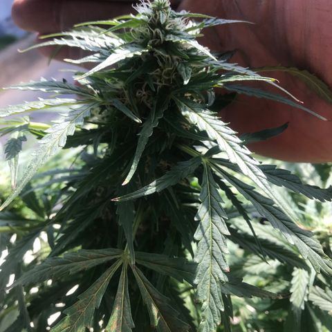 Amnesia Haze Auto growlog timeline photo