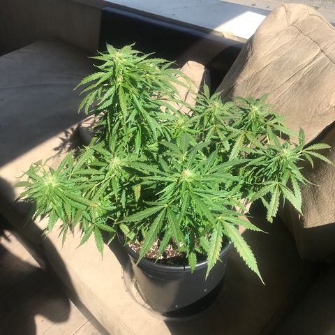 Amnesia Haze Auto growlog timeline photo