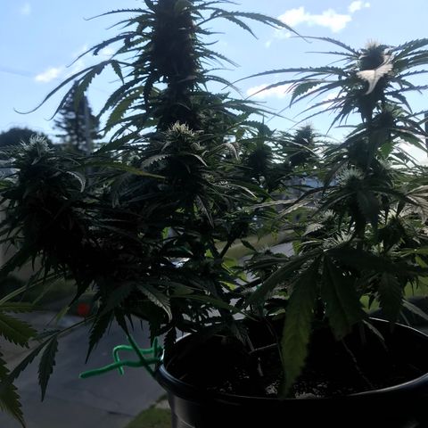 Amnesia Haze Auto growlog timeline photo