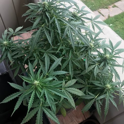 Amnesia Haze Auto growlog timeline photo