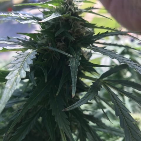 Amnesia Haze Auto growlog timeline photo