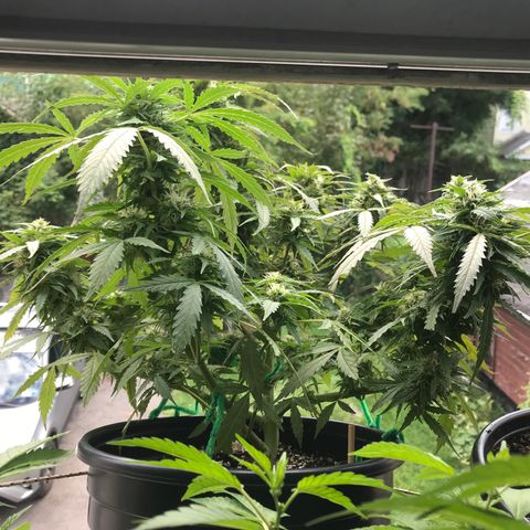 Amnesia Haze Auto growlog timeline photo