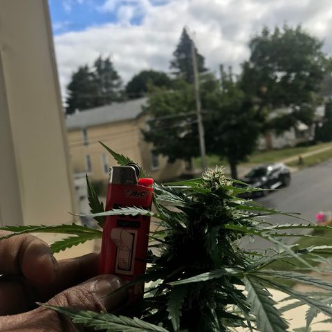 Amnesia Haze Auto growlog timeline photo