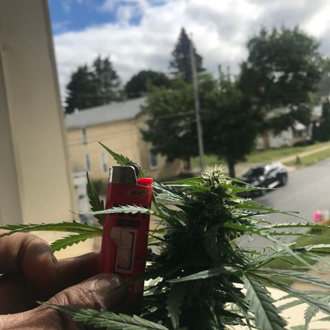 Amnesia Haze Auto growlog timeline photo