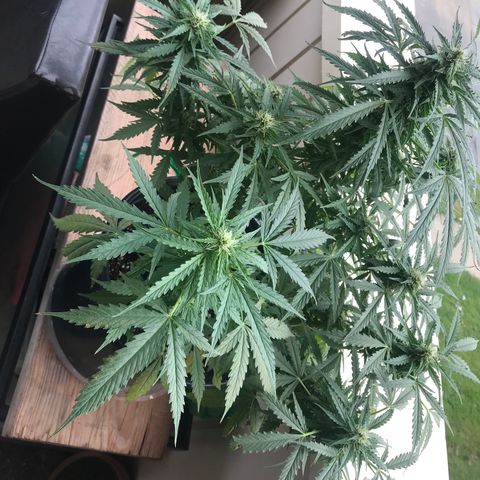 Amnesia Haze Auto growlog timeline photo