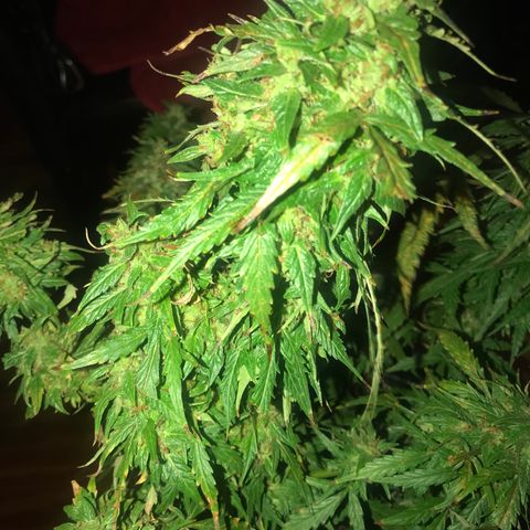 Amnesia Haze Auto growlog timeline photo