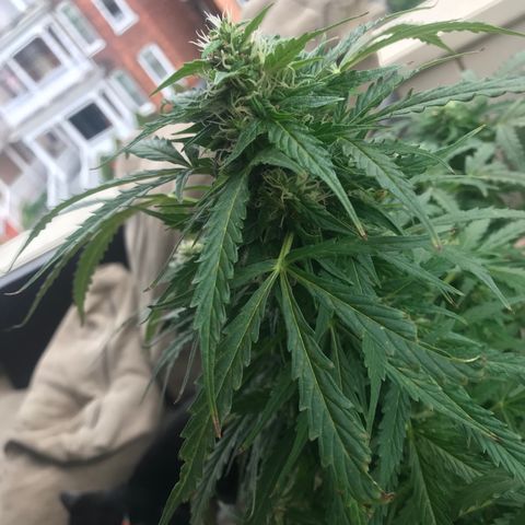 Amnesia Haze Auto growlog timeline photo