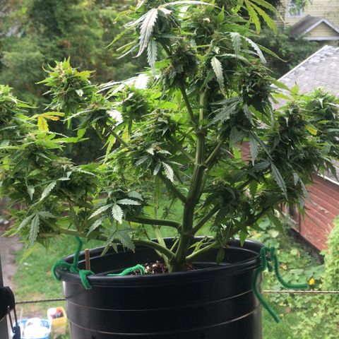 Amnesia Haze Auto growlog timeline photo