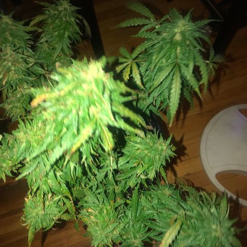 Amnesia Haze Auto growlog timeline photo