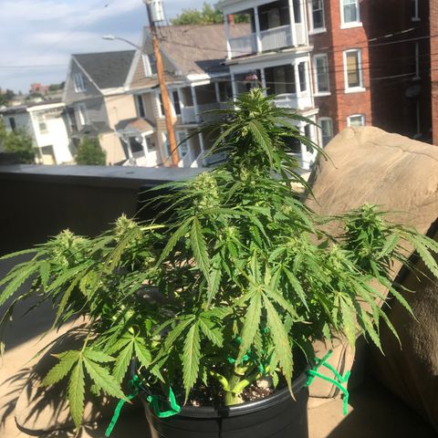 Amnesia Haze Auto growlog timeline photo