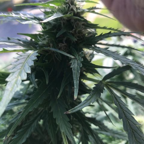 Amnesia Haze Auto growlog timeline photo