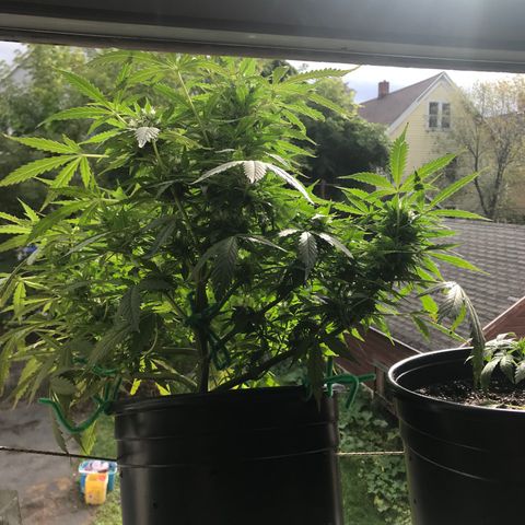Amnesia Haze Auto growlog timeline photo