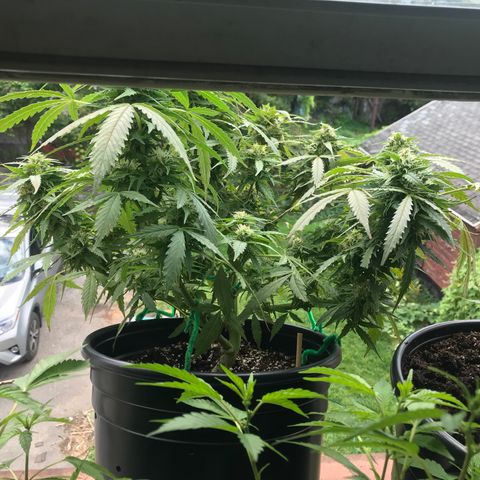 Amnesia Haze Auto growlog timeline photo