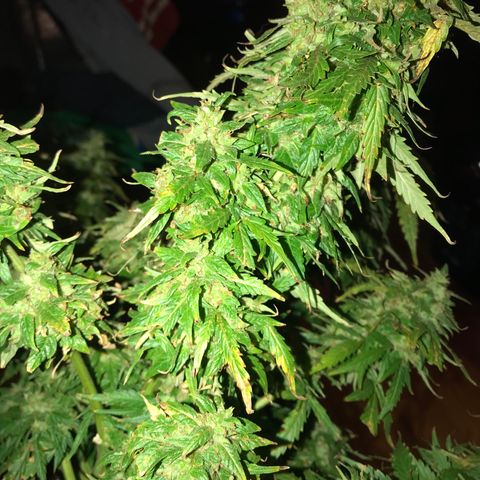 Amnesia Haze Auto growlog timeline photo