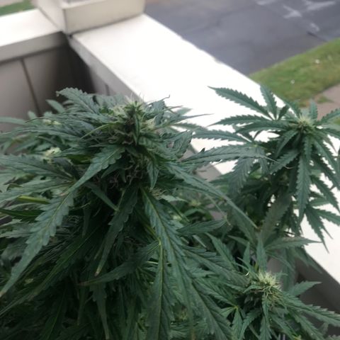 Amnesia Haze Auto growlog timeline photo