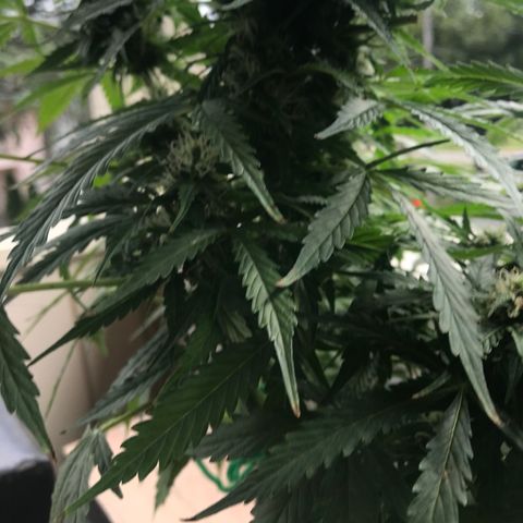 Amnesia Haze Auto growlog timeline photo